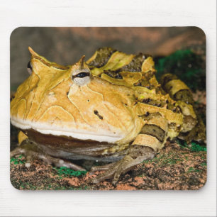 Brasilianischer Hornfrosch, Ceratophrys cornuta, 3 Mousepad