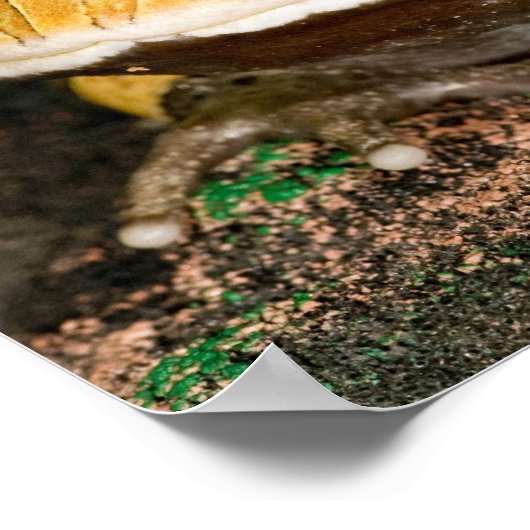 Brasilianischer Hornfrosch, Ceratophrys cornuta, 3 Poster (Ecke)