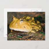Brasilianischer Hornfrosch, Ceratophrys cornuta, 3 Postkarte (Vorne/Hinten)