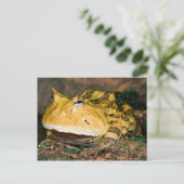 Brasilianischer Hornfrosch, Ceratophrys cornuta, 3 Postkarte (Stehend Vorderseite)