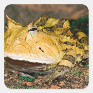 Brasilianischer Hornfrosch, Ceratophrys cornuta, 3 Quadratischer Aufkleber