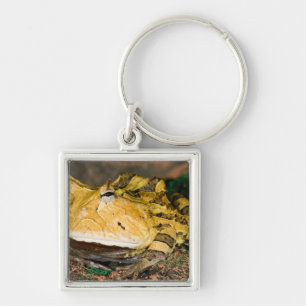 Brasilianischer Hornfrosch, Ceratophrys cornuta, 3 Schlüsselanhänger