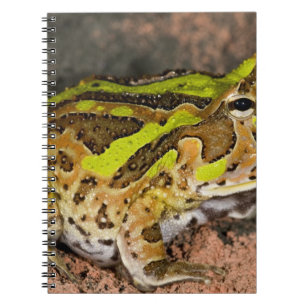 Brasilianischer Hornfrosch, Ceratophrys cornuta, E Notizblock