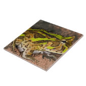 Brasilianischer Hornfrosch, Ceratophrys cornuta, I Fliese (Seite)