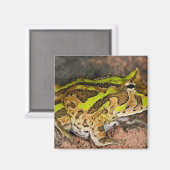 Brasilianischer Hornfrosch, Ceratophrys cornuta, I Magnet (Vorderseite/Rückseite)