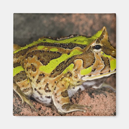 Brasilianischer Hornfrosch, Ceratophrys cornuta, I Magnet (Vorne)