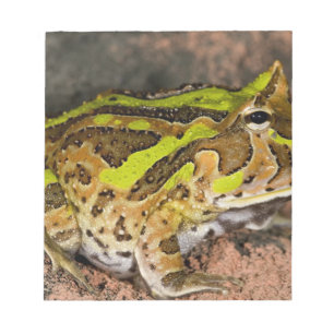 Brasilianischer Hornfrosch, Ceratophrys cornuta, I Notizblock