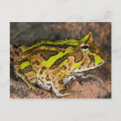 Brasilianischer Hornfrosch, Ceratophrys cornuta, I Postkarte (Vorderseite)