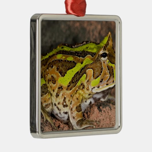 Brasilianischer Hornfrosch, Ceratophrys cornuta, I Silbernes Ornament (Rechts)