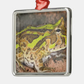 Brasilianischer Hornfrosch, Ceratophrys cornuta, I Silbernes Ornament (Links)
