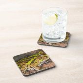 Brasilianischer Hornfrosch, Ceratophrys cornuta, I Untersetzer (Rechte Seite)