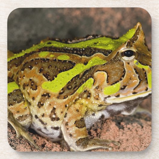 Brasilianischer Hornfrosch, Ceratophrys cornuta, I Untersetzer (Vorderseite)