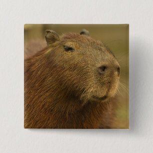 Brasilien, Pantanal, Matto Grosso. Capybara Button