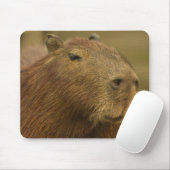 Brasilien, Pantanal, Matto Grosso. Capybara Mousepad (Mit Mouse)