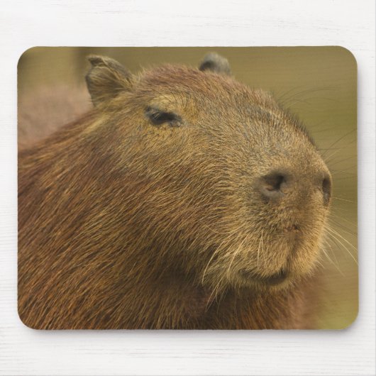 Brasilien, Pantanal, Matto Grosso. Capybara Mousepad (Vorne)