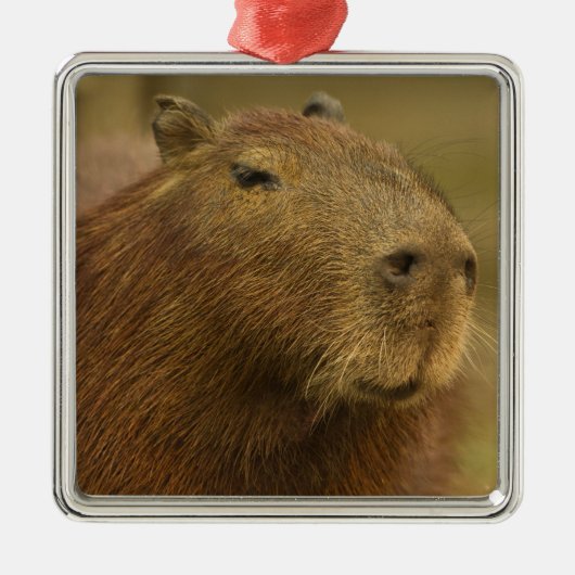 Brasilien, Pantanal, Matto Grosso. Capybara Ornament Aus Metall (Vorne)