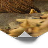 Brasilien, Pantanal, Matto Grosso. Capybara Poster (Ecke)