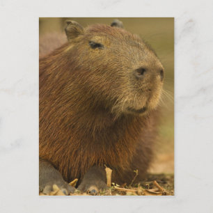 Brasilien, Pantanal, Matto Grosso. Capybara Postkarte