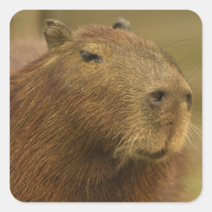 Brasilien, Pantanal, Matto Grosso. Capybara Quadratischer Aufkleber