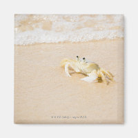 Brasilien, Rio de Janeiro, Buzios, Crab