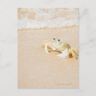 Brasilien, Rio de Janeiro, Buzios, Crab Postkarte