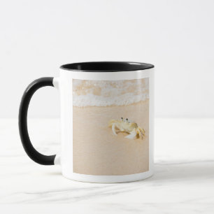 Brasilien, Rio de Janeiro, Buzios, Krabbe an Tasse
