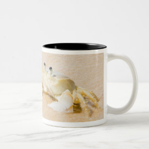 Brasilien, Rio de Janeiro, Buzios, Krabbe an Zweifarbige Tasse