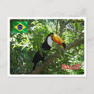 Brasilien - Toco Toucan - Postkarte