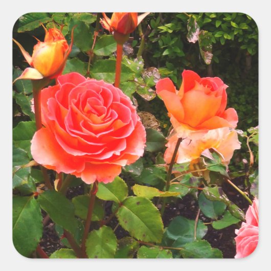 Brass Band Rose #1-1 Stickers (Vorderseite)