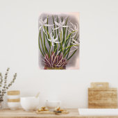 Brassavola Cuculatta Vintag Poster (Küche)