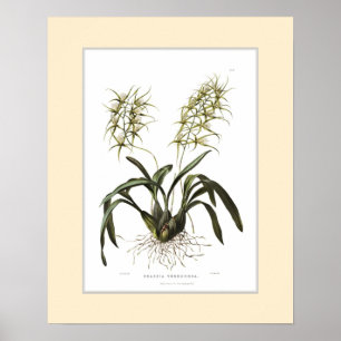 Brassia verrucosa, benutzerdefinierte Grenze Poster