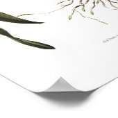 Brassia verrucosa von Miss Drake. Poster (Ecke)