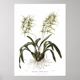 Brassia verrucosa von Miss Drake. Poster