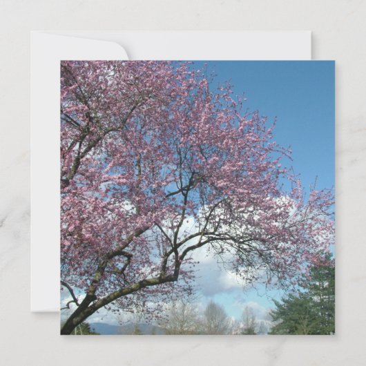 Braudusche, Kirschblütenbaum Einladung (Rückseite)