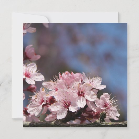 Braudusche, Kirschblütenbaum Einladung (Rückseite)