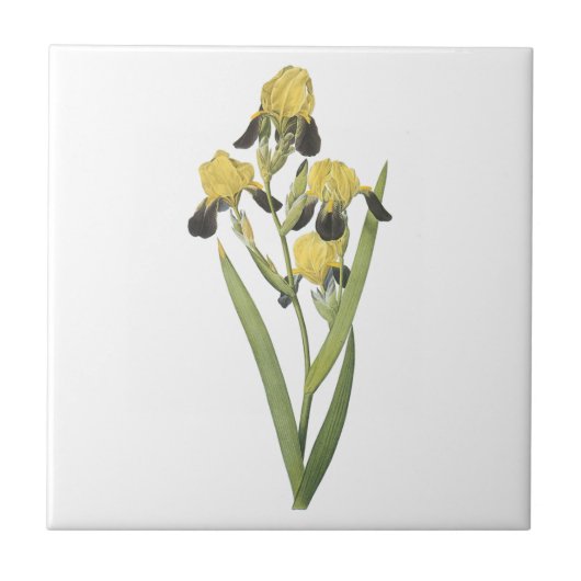 braun-geblühte Iris (Iris squalens) durch Redouté Fliese (Vorderseite)