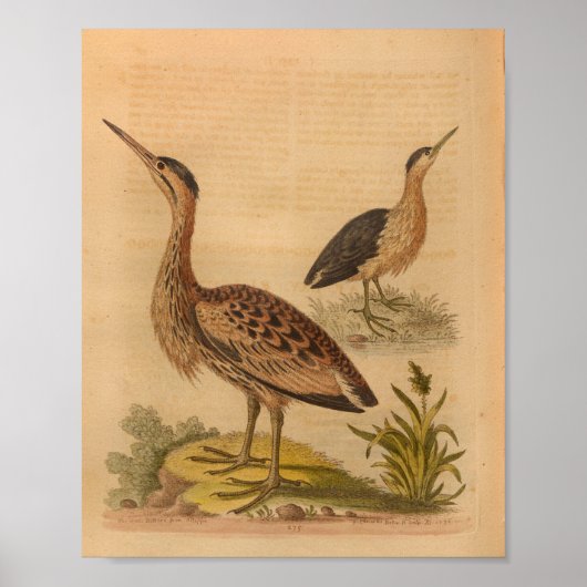 Braun gefiederter Vintage-Vogeldruck Poster (Vorne)