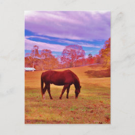 > Braun in einem träumfarbenen Feld Postkarte