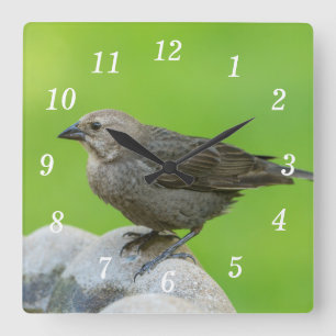 Braun Kopf Cowbird Wall Uhr