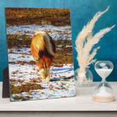 Braun und cremefarbenes Miniaturpferd im Schnee. Fotoplatte (Seite)