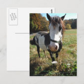 Braun- und Weißpferd, Blume Queen Ann Lace Postkarte (Vorne/Hinten)