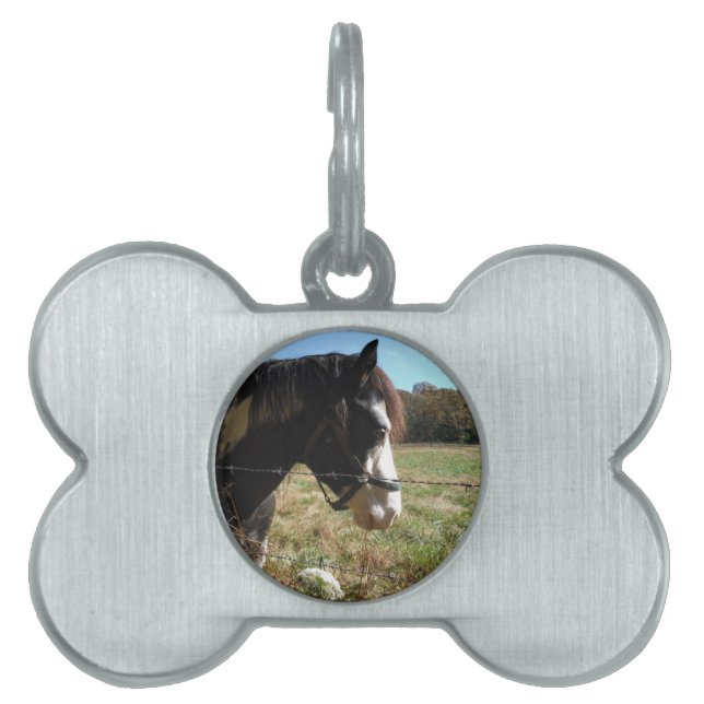 Braun- und Weißpferd, Blume Queen Ann Lace Tiermarke (Vorderseite)