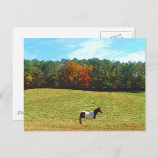 Braun- und Weißpferd, Herbstbäume, blauer Himmel Postkarte (Vorne/Hinten)