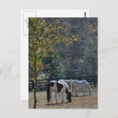 Braun- und Weißpinsel und Cremepferd Postkarte (Vorne/Hinten)