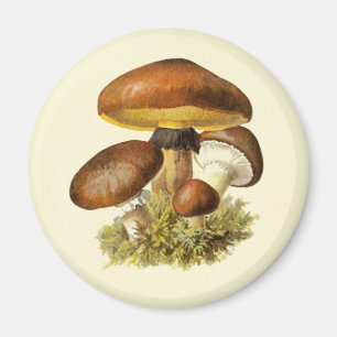 Braun Vintages Pilz Magnet