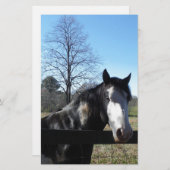 Braun & Weiß, gestrichenes Pferd, hellblauer Himme Briefpapier (Vorne/Hinten)