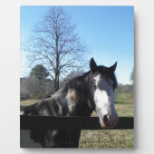 Braun & Weiß, gestrichenes Pferd, hellblauer Himme Fotoplatte (Vorderseite)