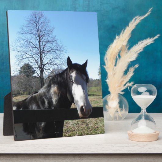 Braun & Weiß, gestrichenes Pferd, hellblauer Himme Fotoplatte (Seite)