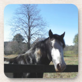 Braun & Weiß, gestrichenes Pferd, hellblauer Himme Getränkeuntersetzer (Vorderseite)