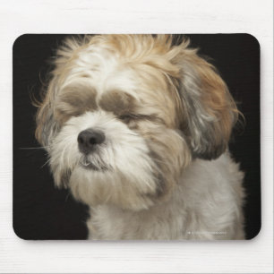 Braun-weißer Shih Tzu mit geschlossenen Augen Mousepad